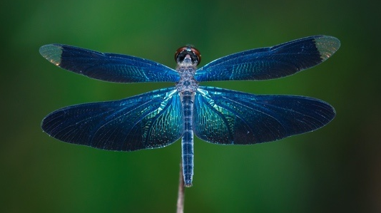 Dragonfly - Blue